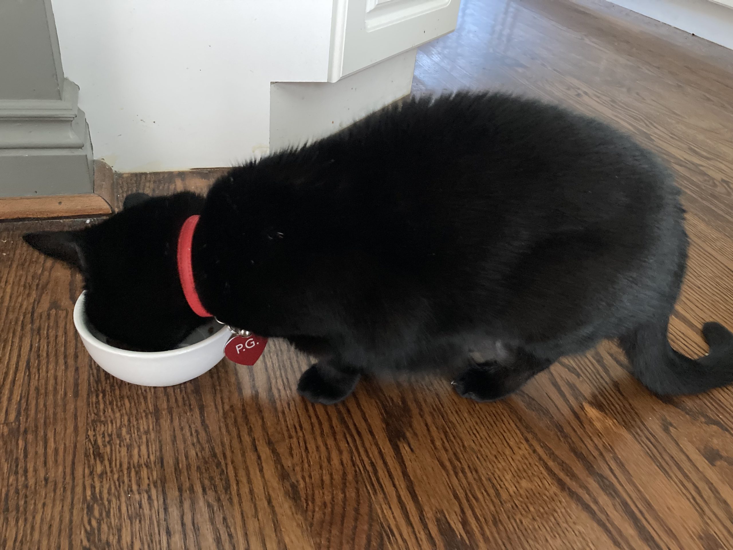 Ohio Catmail 43 - 7pifvmj